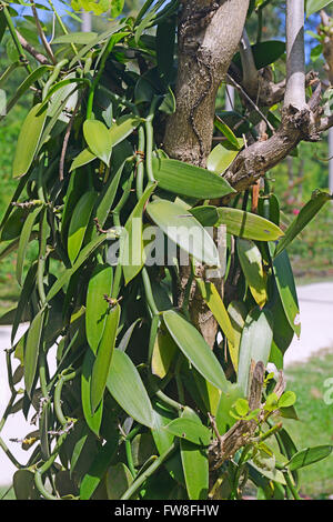 Vanilliepflanzen, Gewuerzvanille (Vanilla planifolia), Platange, Insel La Digue, Seychellen Stock Photo