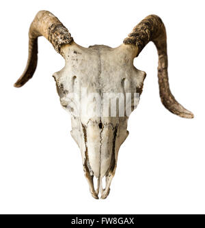 Skull Of A Sheep Or Ram On A White Background Stock Photo