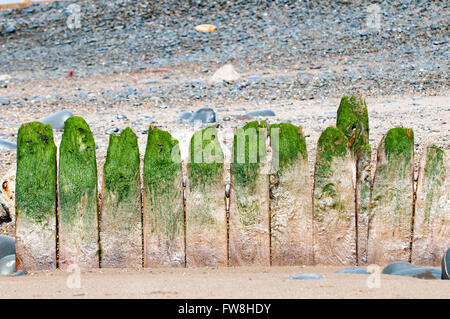 Old wooden breakwater with green seaweed on the top Stock Photo