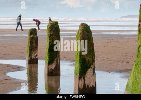 Old wooden breakwater with green seaweed on the top Stock Photo