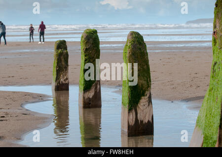 Old wooden breakwater with green seaweed on the top Stock Photo