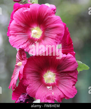 Alcea rosea, common hollyhock,  red flowered, tall ornamental herb with large lobed leaves and nearly 10 cm across flowers Stock Photo
