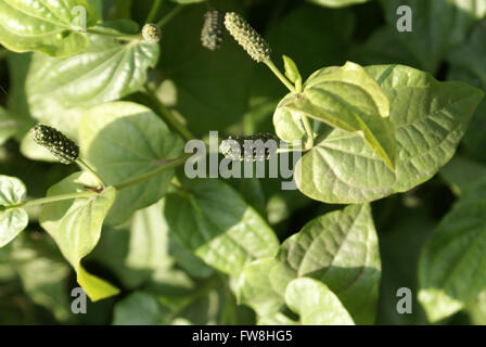 Long pepper, Piper longum, vine with heart shaped leaves and small green flowers in terminal spike, dried fruit used as spice Stock Photo