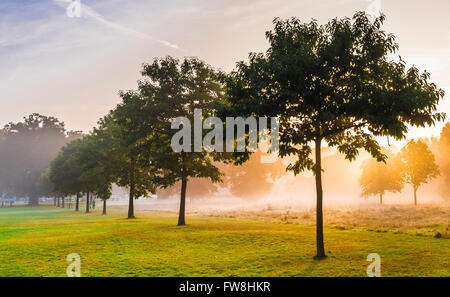 Avenue of young Sweet Chestnut trees in Kensington Gardens Stock Photo
