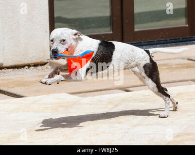 Wet dog running around the pool with a toy Stock Photo