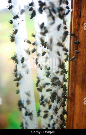 Dead flies stuck to a flypaper in the window of a house. Stock Photo