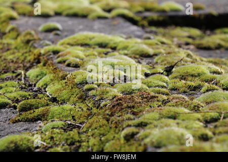Vegetal mus on a grave of the cemetery of Montparnasse in Paris Stock Photo