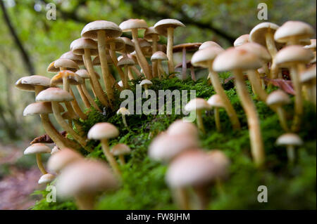 A patch of toadstools or finghi growing on an old moss covered tree (dead) in a forest in the UK. Stock Photo