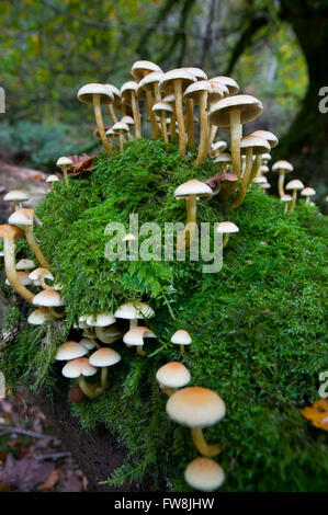 A patch of toadstools or finghi growing on an old moss covered tree (dead) in a forest in the UK. Stock Photo