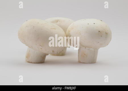 Shot of three whole mushrooms with bits of compost isolated on white background Stock Photo