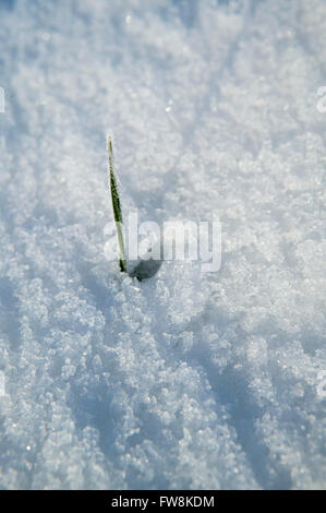 A tiny green shoot of a plant sprouting up through the snow on a winters day, indicating life and growth but also used as a metaphore for economic recovery after a period of decline eg: the green shoots of recovery. Stock Photo
