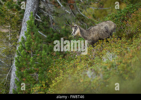 Chamois / Alpine chamois / Gaemse ( Rupicapra rupicapra ) standing in rich colorful alpine vegetation. Stock Photo