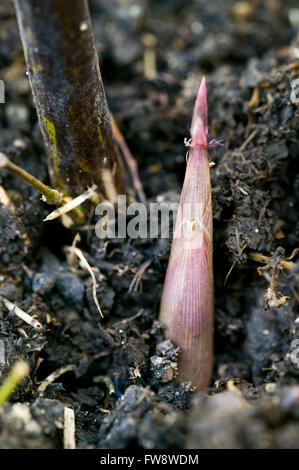 Close up of the stem of the 'fishpole bamboo' or Phyllostachys Aurea sometimes also known as the Golden Bamboo, with a new bamboo shoot projecting out of the ground as a spike from the soil. The plant has green stems and eventually can grow to 4m in the UK. Stock Photo