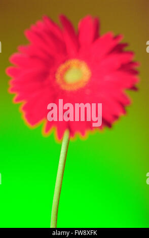 A close up and quite abstract view of a gerbera a type of large daisy flower or bloom. Stock Photo