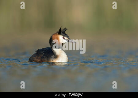 Attentive Great Crested Grebe / Great crestie / Haubentaucher ( Podiceps cristatus ) in wonderful light and surrounding. Stock Photo