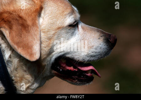 An elderly Labrador Retriever pants during a walk in London, April 1, 2016. Copyright photograph - John Voos Stock Photo