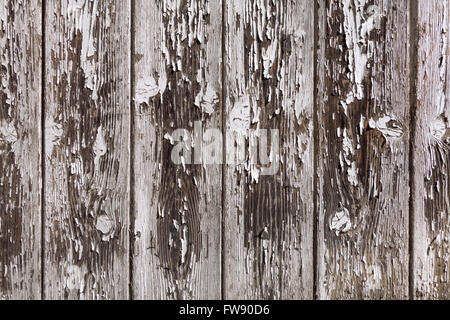 Light gray paint is peeling from an old board wall of brown vertical wooden boards. Taken in close-up. Stock Photo