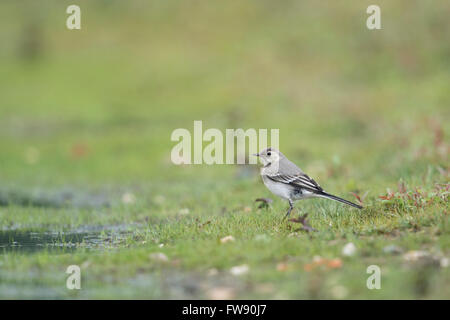 Wagtail / Bachstelze ( Motacilla alba ), young bird, immature, sitting in wetland, typical surrounding. Stock Photo