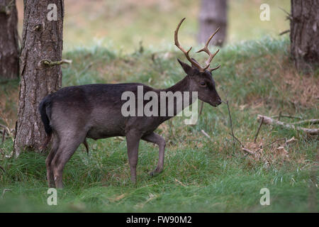 Fallow Deer / Damhirsch (Dama dama), dark color variant, grazing at the edge of a pine forest. Stock Photo