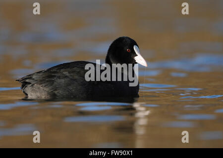 Black Coot / Eurasian Coot / Blaessralle ( Fulica atra ), adult in breeding dress, swims in perfect light on nice colored water Stock Photo
