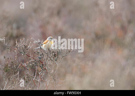 Common Linnet / Bluthänfling ( Carduelis cannabina ), male bird, perched in dry heather. Stock Photo
