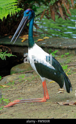 Jabiru Bird of Australia Ephippiorhynchus asiaticus largest wetland bird Stock Photo