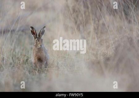 Brown Hare / European Hare / Feldhase (Lepus europaeus) sits hidden in natural high grass environment. Stock Photo