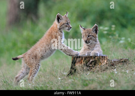 Eurasian Lynx / Eurasische Luchse ( Lynx lynx ), two cubs, siblings, playing together, having fun at a rotten tree stub. Stock Photo