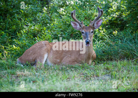 White Tailed 8 point Buck Resting with Mouth Open Stock Photo