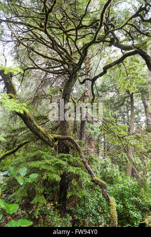 Trees in a forest, Pettinger Point, Cox Bay, Pacific Rim National Park Reserve, Tofino, British Columbia, Canada Stock Photo