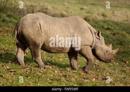 photo of a Black Rhino walking in sunshine Stock Photo