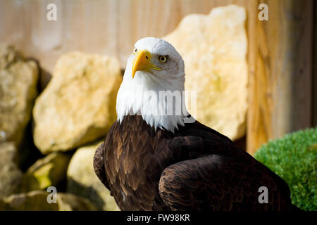 Bald Eagle looking at the camera. Haliaeetus leucocephalus Stock Photo