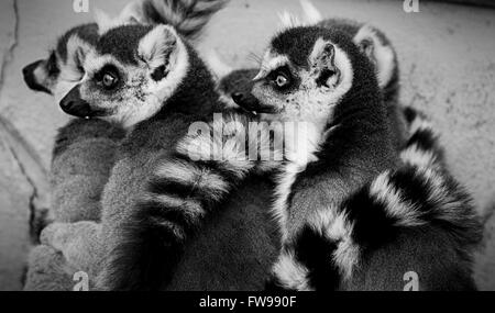 A group of Ring-Tailed Lemurs sitting together. Lemur Cattas Stock Photo