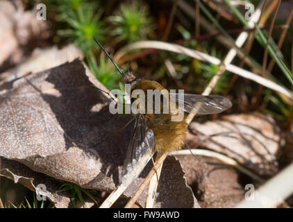 Bee-fly (Bombylius major) with long proboscis at Surrey heathland in England, UK Stock Photo