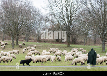 Shepherd with flock of sheep and sheepdog, Hesse, Germany Stock Photo