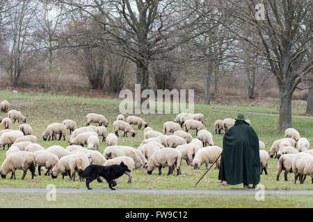 Shepherd with flock of sheep and sheepdog, Hesse, Germany Stock Photo