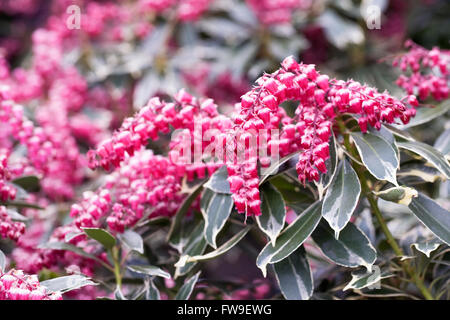 Pieris japonica 'Ralto' flowers. Stock Photo