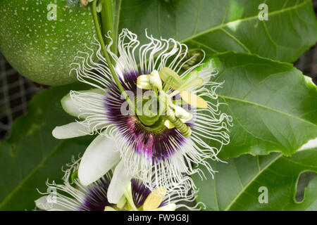Passion fruit flowers (passiflora incarnata) and fruit on the vine Stock Photo
