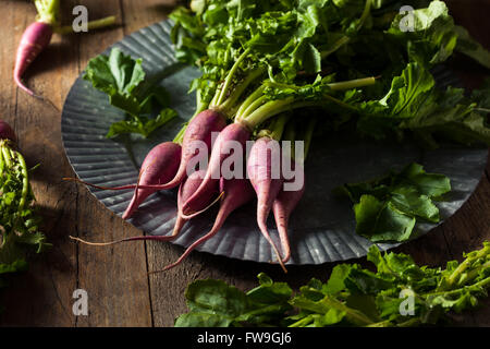 Raw Organic Purple Radishes Ready to Eat Stock Photo