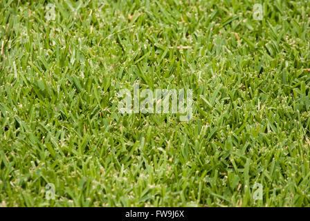 Background of saint augustine grassy yard.