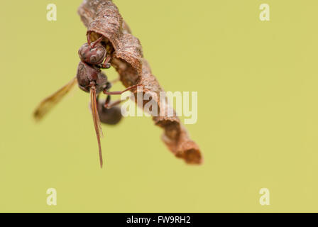 Macro of paper wasp building nest with green background and copy space Stock Photo