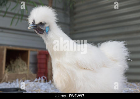 White Silkie hen in farmyard coop from low view point Stock Photo