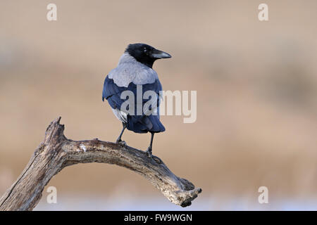 Attentive Hoodiecrow / Nebelkraehe ( Corvus cornix ) perched on a wooden stick above wetlands watching around. Stock Photo