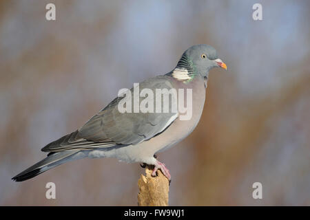 Pretty Wood Pigeon / Ringeltaube ( Columba palumbus ) perched on wooden stick in front of a wonderful clean background, close up Stock Photo