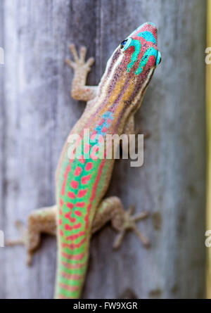 Mauritian / Mauritius Ornate Day Gecko (Phelsuma ornata) / Vinson's ...