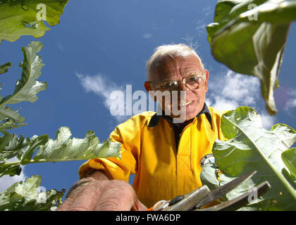 Old man gardening and enjoying retirement Stock Photo