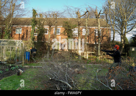 Man in a garden cutting down trees using a chainsaw Stock Photo