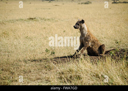 Hyena sitting watching. Stock Photo