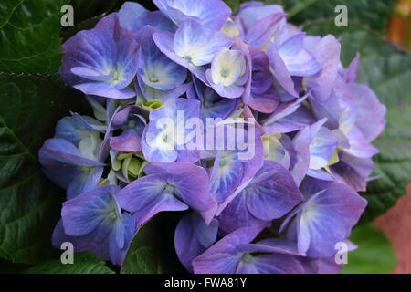 The Hydrangea one of my favorite flower. In this island they are blooming in many different colors. Stock Photo