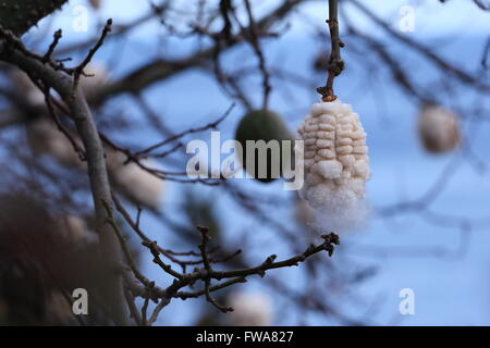 Seed of South-American Kapok tree, or cotton tree. Stock Photo